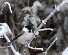 Willow Tit (Poecile montanus)