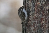 Trekryper (Certhia familiaris)