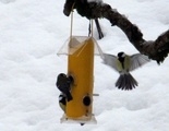 Kjøttmeis (Parus major)