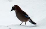 Nøtteskrike (Garrulus glandarius)