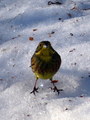 Gulspurv (Emberiza citrinella)