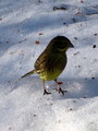 Gulspurv (Emberiza citrinella)