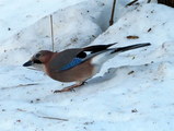 Nøtteskrike (Garrulus glandarius)