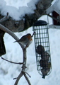 Rødstrupe (Erithacus rubecula)