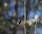 Svartmeis (Periparus ater)