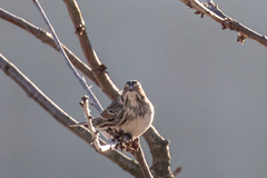 Lapland Bunting (Calcarius lapponicus)