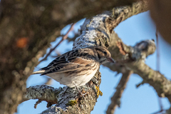 Lapland Bunting (Calcarius lapponicus)
