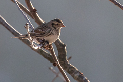 Lapland Bunting (Calcarius lapponicus)