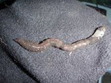 Skogmeitemark (Lumbricus rubellus)