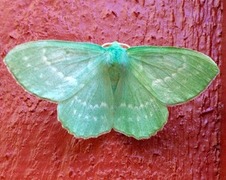 Large Emerald (Geometra papilionaria)
