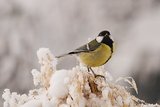 Kjøttmeis (Parus major)