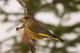 Grønnfink (Carduelis chloris)