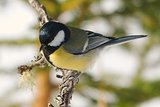 Kjøttmeis (Parus major)