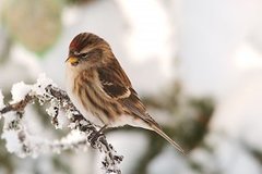 Lesser Redpoll (Acanthis cabaret)