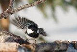 Svartmeis (Periparus ater)