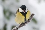 Kjøttmeis (Parus major)