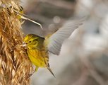 Gulspurv (Emberiza citrinella)