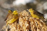 Gulspurv (Emberiza citrinella)