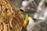 Gulspurv (Emberiza citrinella)