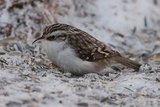 Trekryper (Certhia familiaris)