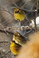 Gulspurv (Emberiza citrinella)