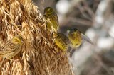 Gulspurv (Emberiza citrinella)