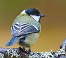 Kjøttmeis (Parus major)