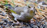 Grønnfink (Carduelis chloris)