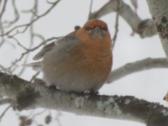 Pine Grosbeak (Pinicola enucleator)