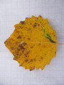 Osp (Populus tremula)