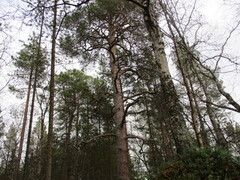 Furu (Pinus sylvestris)