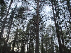 Furu (Pinus sylvestris)