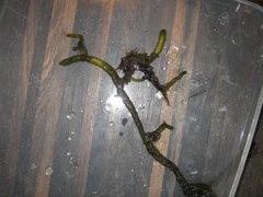 Sponge seaweed (Codium fragile)
