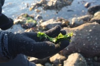 Tarmgrønske (Ulva intestinalis)