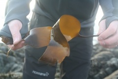 Sugar Kelp (Saccharina latissima)