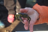 Strandkrabbe (Carcinus maenas)