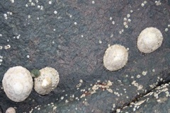Albusnegler (Patellidae)