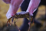 Strandkrabbe (Carcinus maenas)