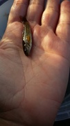 Brown trout (Salmo trutta)