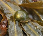 Buttstrandsnegl (Littorina obtusata)