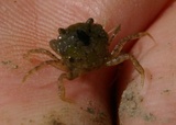 Strandkrabbe (Carcinus maenas)