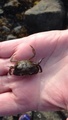 Strandkrabbe (Carcinus maenas)