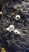 barnacle (Semibalanus balanoides)