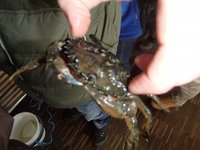 Strandkrabbe (Carcinus maenas)