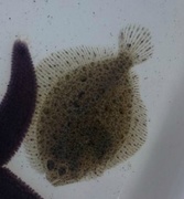Dab (Limanda limanda)