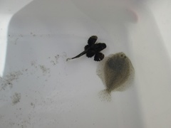 Dab (Limanda limanda)
