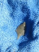 Dab (Limanda limanda)