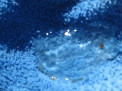 Glassmanet (Aurelia aurita)