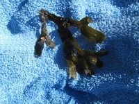 Blæretang (Fucus vesiculosus)