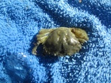 Strandkrabbe (Carcinus maenas)